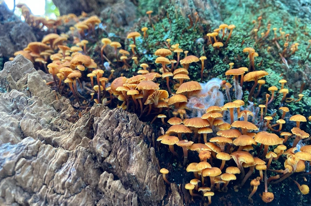 Mushroom Walk Through Copicut Woods