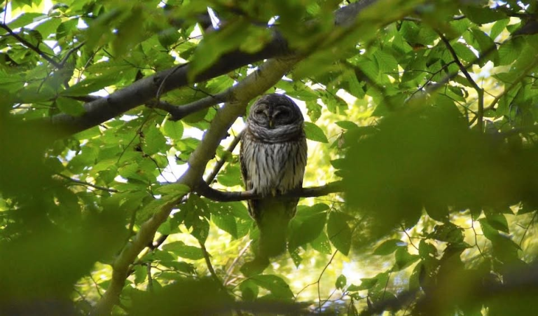 Owl Prowl in Copicut Woods